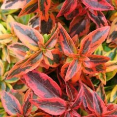 Abelia grandiflora Kaleidoscope-Sarı Alacalı Abelya Güzellik Çalısı