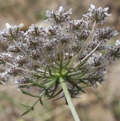 Daucus carota ( Yabani Havuç) Fidanı