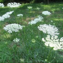 Daucus carota ( Yabani Havuç) Fidanı