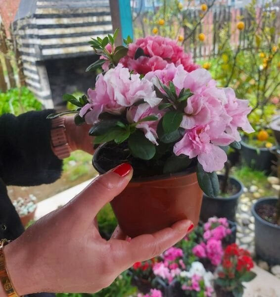 Açelya Fidanı-Azalea Japonica -İthal-Bol Çiçekli