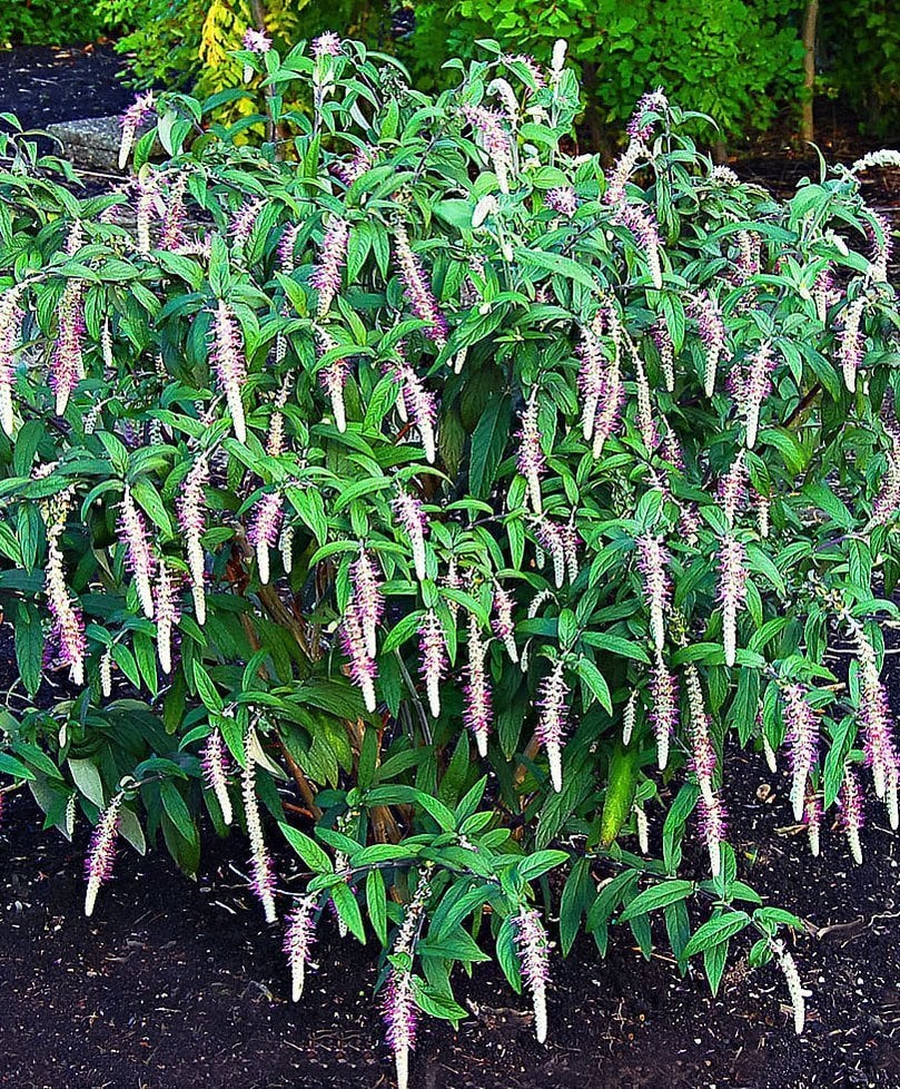 Rostrinucula Dependens (Ağlayan Kelebek Çalısı) 20 cm