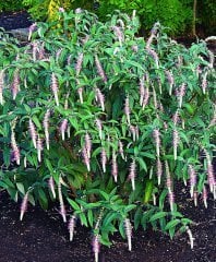 Rostrinucula Dependens (Ağlayan Kelebek Çalısı) 20 cm