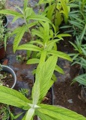 Rostrinucula Dependens (Ağlayan Kelebek Çalısı) 50 cm