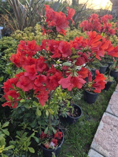 Baston Açelya Fidanı-Azalea Japonica -İthal-Bol Çiçekli