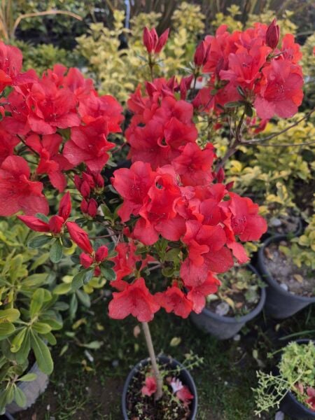 Baston Açelya Fidanı-Azalea Japonica -İthal-Bol Çiçekli