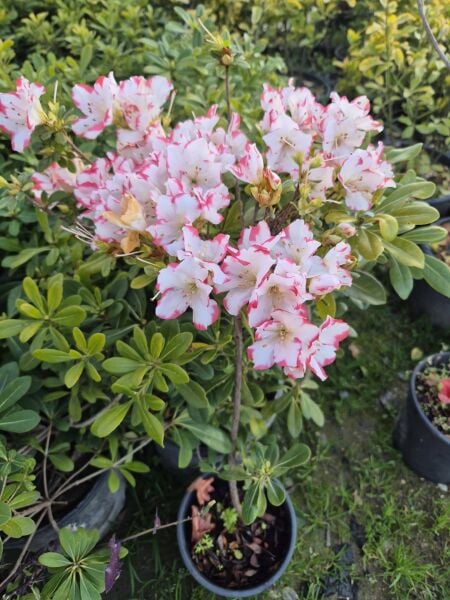 Baston Açelya Fidanı-Azalea Japonica -İthal-Bol Çiçekli