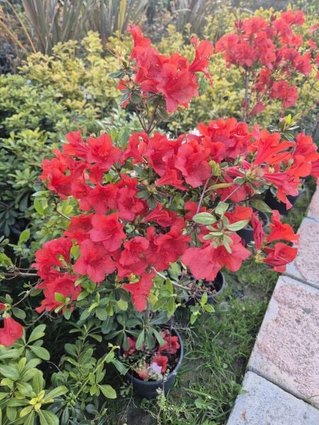 Baston Açelya Fidanı-Azalea Japonica -İthal-Bol Çiçekli