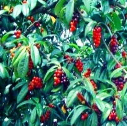 Karayemiş (Taflan-Laz Kirazı) 150 cm