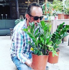 Zamia Bitkisi Zamioculcas Zamiifolia 80 cm Bitki