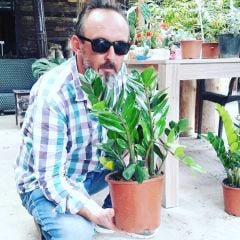 Zamia Bitkisi Zamioculcas Zamiifolia 80 cm Bitki