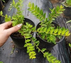 Lonicera Nitida Bodur Çalı Hanımeli Fidanı 80-100 cm