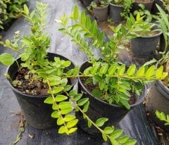 Lonicera Nitida Bodur Çalı Hanımeli Fidanı 80-100 cm