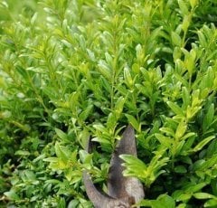 Lonicera Nitida Bodur Çalı Hanımeli Fidanı 80-100 cm