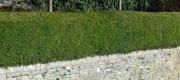 Lonicera Nitida Bodur Çalı Hanımeli Fidanı 80-100 cm