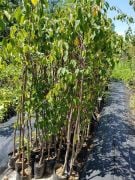 Kiraz ( 0900 Ziraat -Napolyon) 120-170 cm-Tüplü