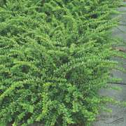 Lonicera Nitida Bodur Çalı Hanımeli Fidanı 80-100 cm