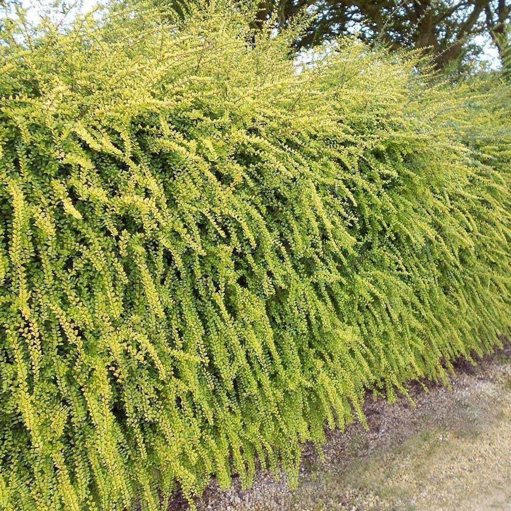 Lonicera Nitida Bodur Çalı Hanımeli Fidanı 80-100 cm