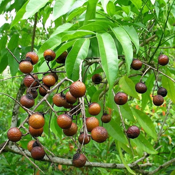 Sabun Cevizi (Sapindus Mukorossi) 50-80 cm