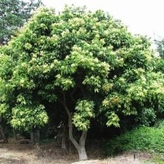 Sabun Cevizi (Sapindus Mukorossi) 50-80 cm