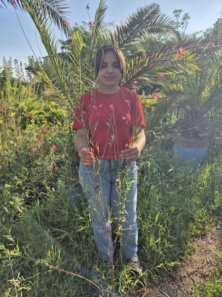 Gavura Çiçeği Gaura Lindheimeri 120 cm-Pembe Çiçekli