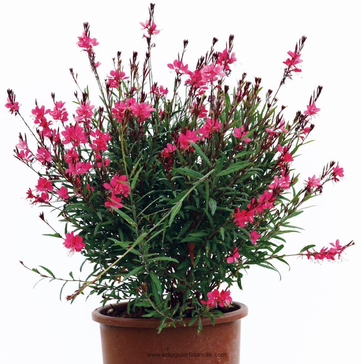 Gavura Çiçeği Gaura Lindheimeri 120 cm-Pembe Çiçekli