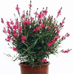 Gavura Çiçeği Gaura Lindheimeri 50 cm-Pembe Çiçekli