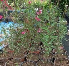 Gavura Çiçeği Gaura Lindheimeri 50 cm-Pembe Çiçekli