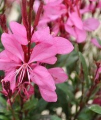 Gavura Çiçeği Gaura Lindheimeri 50 cm-Pembe Çiçekli