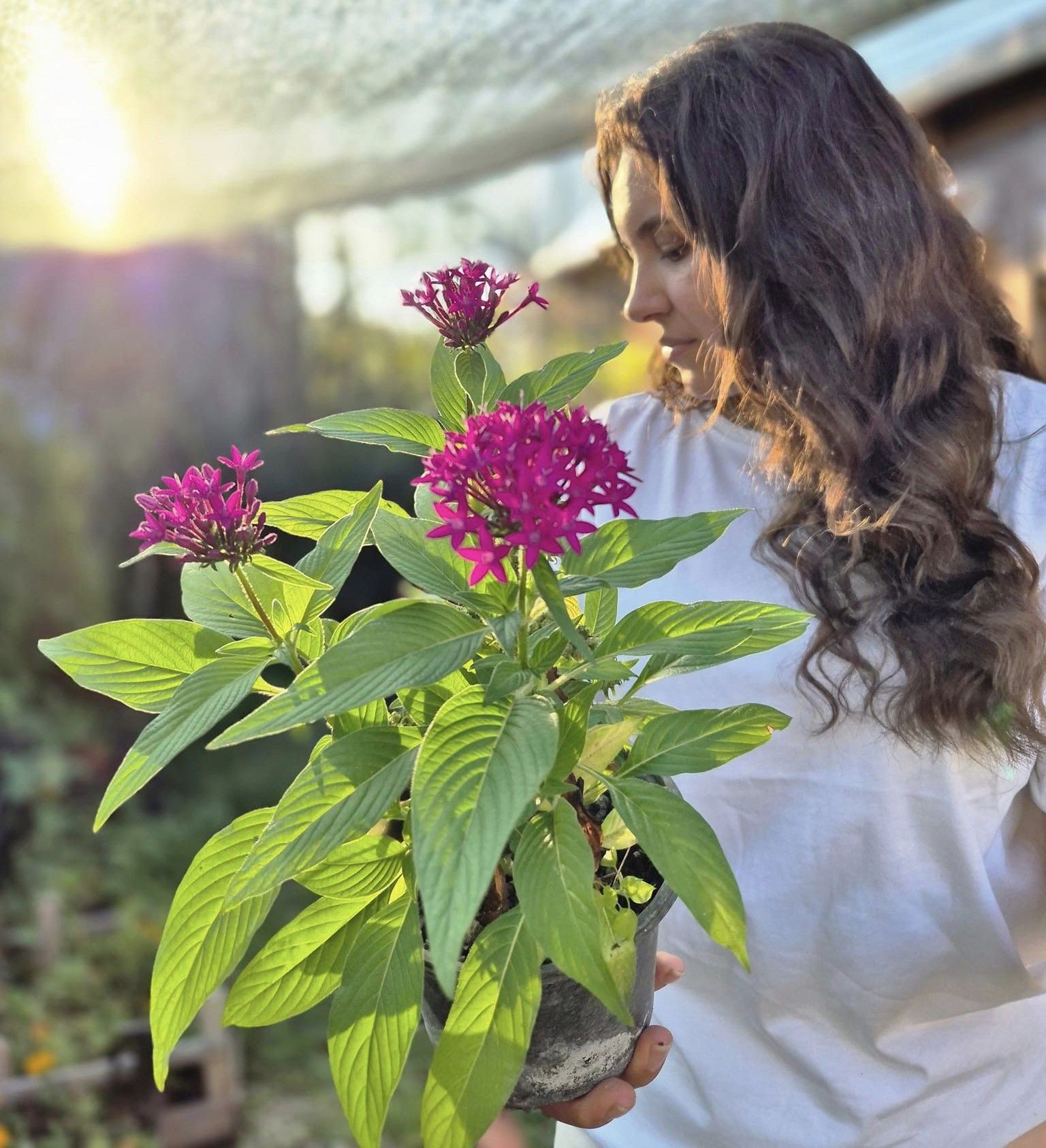 Pentas Lanceonata, Beşiz Yıldız Çiçeği