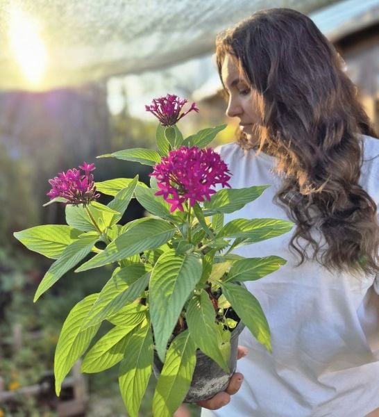 Pentas Lanceonata, Beşiz Yıldız Çiçeği