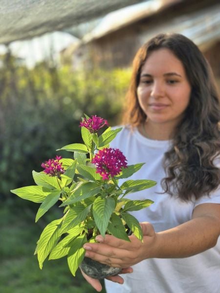 Pentas Lanceonata, Beşiz Yıldız Çiçeği