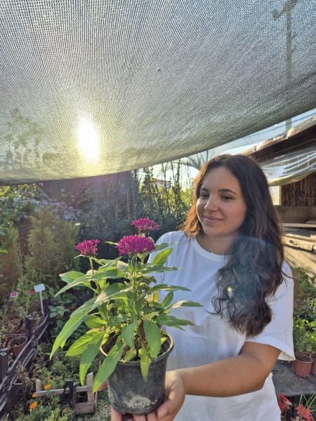 Pentas Lanceonata, Beşiz Yıldız Çiçeği