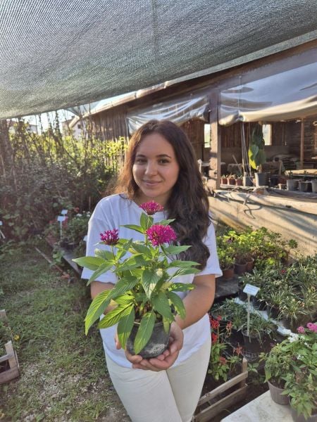 Pentas Lanceonata, Beşiz Yıldız Çiçeği