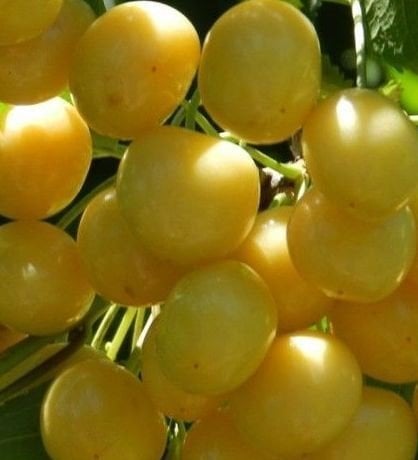 Kiraz ( Stark Gold ) (Sarı Kiraz) 120-150 cm-3-4 Yaş-Tüplü