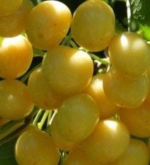 Kiraz ( Stark Gold ) (Sarı Kiraz) 120-150 cm-3-4 Yaş-Tüplü