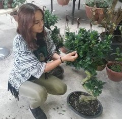 15 Yaş-100 cm-Kalın Gövdeli Bonsai