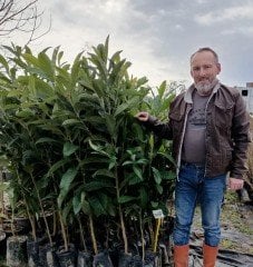 Malta Eriği ( Yeni Dünya) Fidanı 120-150 cm-4 Yaş-Tüplü