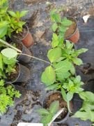 Lonicera Tellmanniana Sarı Hanımeli Fidanı