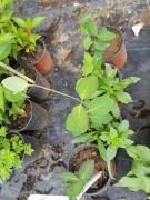 Lonicera Tellmanniana Sarı Hanımeli Fidanı