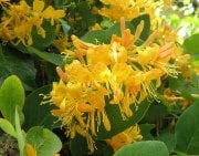 Lonicera Tellmanniana Sarı Hanımeli Fidanı