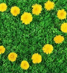 Karahindiba Bitkisi (Taraxacum Officinale)