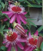 Passiflora Victoria (Pembe-Kırmızı Çiçekli)