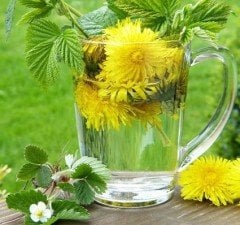 Karahindiba Bitkisi (Taraxacum Officinale)