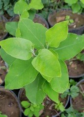 Passiflora Victoria (Pembe-Kırmızı Çiçekli)