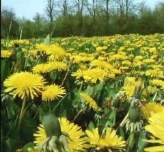Karahindiba Bitkisi (Taraxacum Officinale)