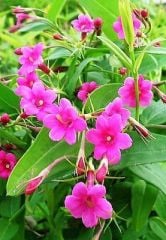 Jasminum Beesianum -Kırmızı Yasemin Fidanı