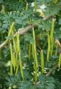 Bezelye Çalısı - Caragana Arborescens
