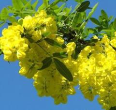 Bezelye Çalısı - Caragana Arborescens