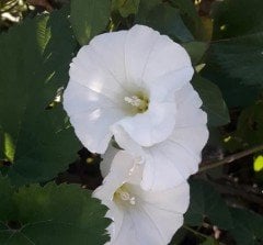 Calystegia sepium subsp. sepium (Çit Sarmaşığı)