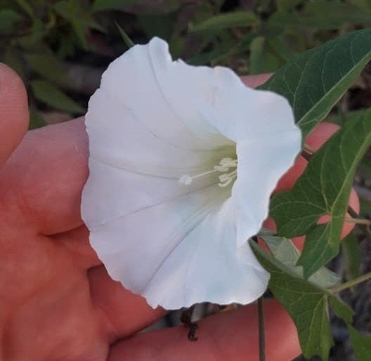 Calystegia sepium subsp. sepium (Çit Sarmaşığı)